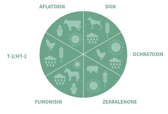 Mycotoxin độc tố nấm mốc