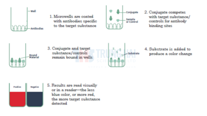[MYCOTOXIN CONTROL #6] KIỂM NGHIỆM ĐỘC TỐ NẤM MỐC (MYCOTOXIN) CHUYÊN SÂU CÙNG KIT ELISA VERATOX CỦA NEOGEN 